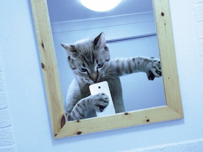Котоселфи (12 фото) Котоселфи (12 фото)
