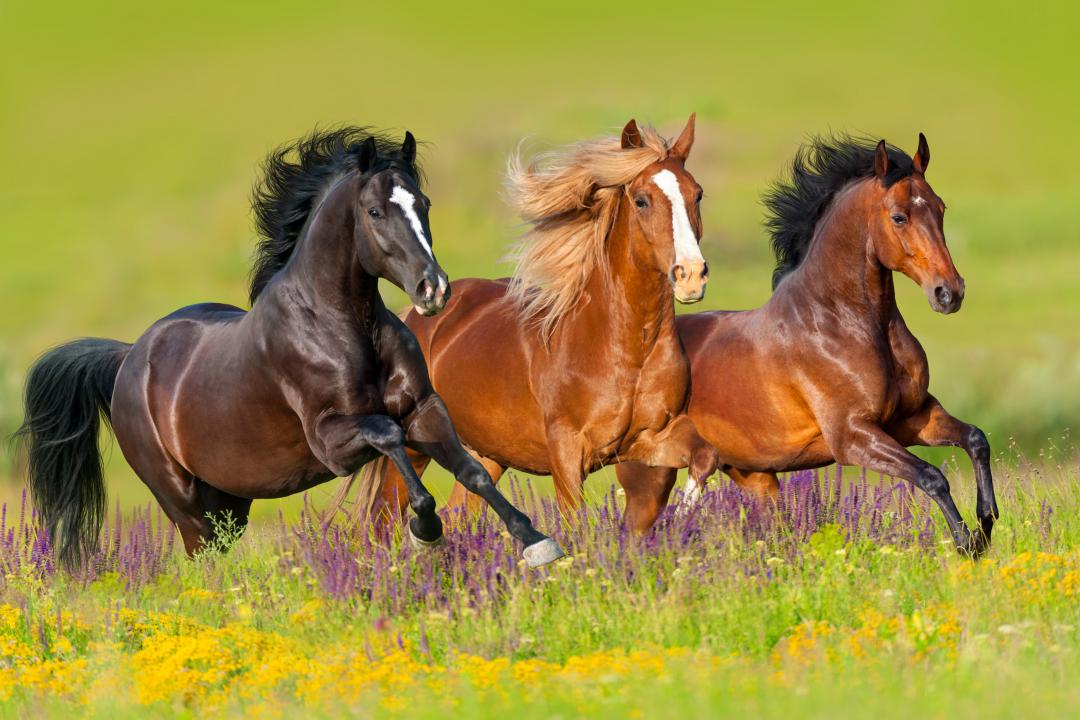 Грация и скорость: всё о лошадях