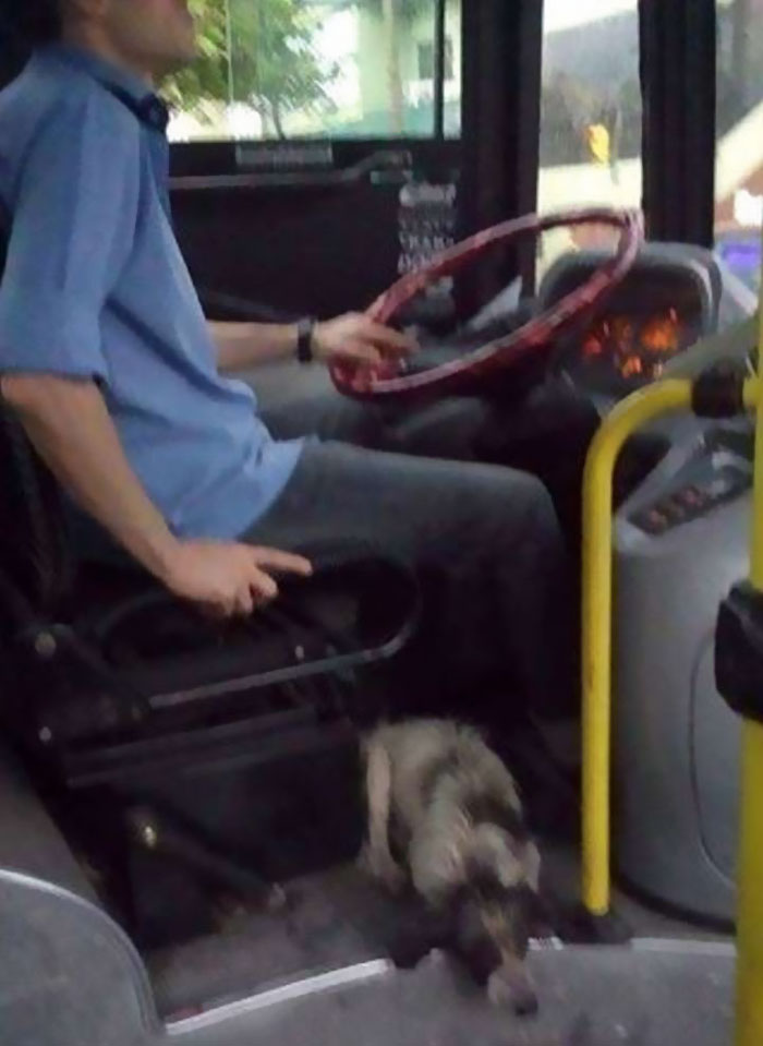 bus-driver-two-stray-dogs-ride-thunderstorm-argentina-2