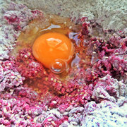 Фото приготовления рецепта: Свекольное печенье на гречневой муке