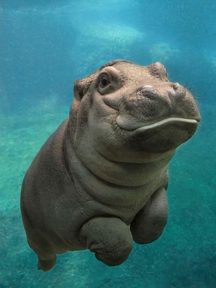 Baby Hippos