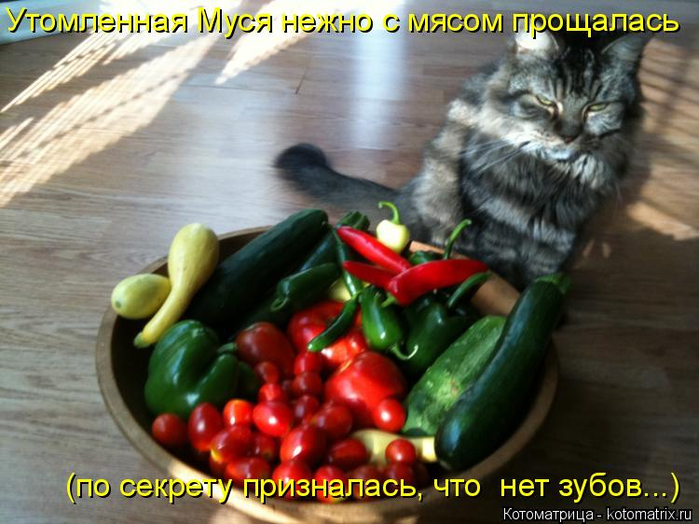 kotomatritsa_a (700x524, 373Kb)
