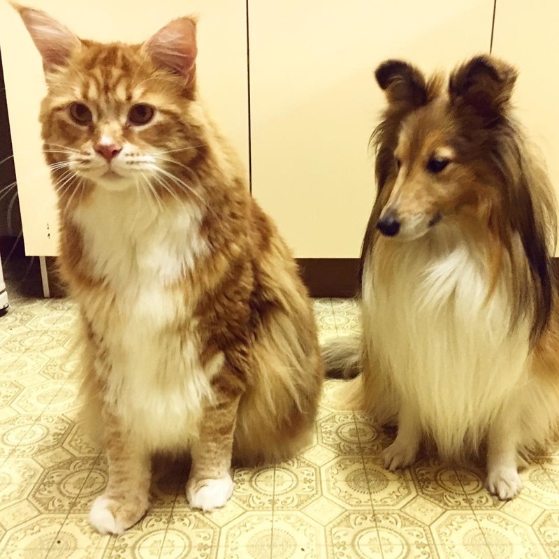 Самый длинный кот в мире Самый длинный кот в мире