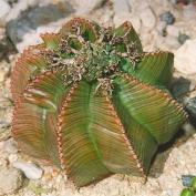 Молочай дыневидный (Euphorbia meloformis) Молочай дыневидный (Euphorbia meloformis)
