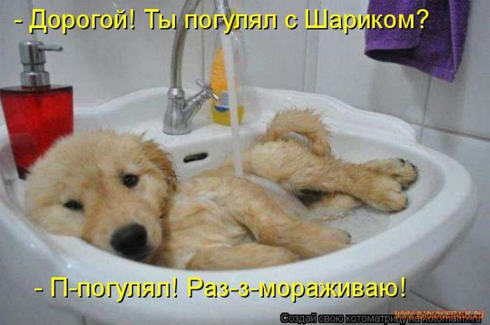 Котоматрицы великолепные, каждая с кусочком позитива и хорошего настроения!!! Котоматрицы великолепные, каждая с кусочком позитива и хорошего настроения!!!