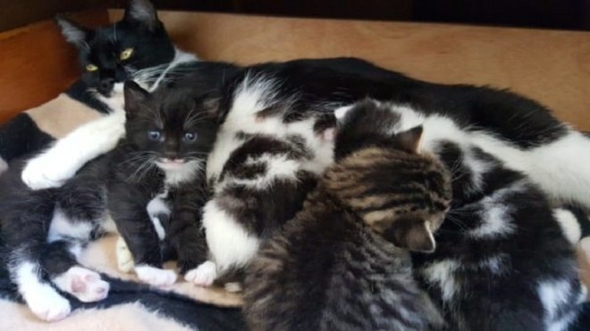 Котята едят Кошка с котятами
