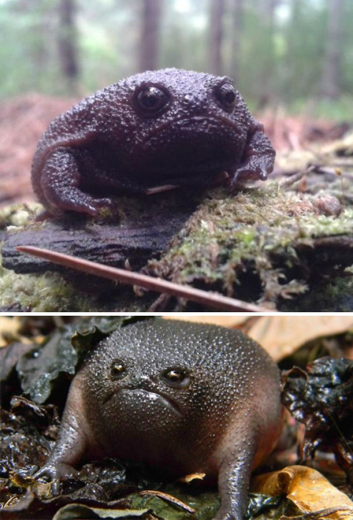 Sick Of The Frog Life