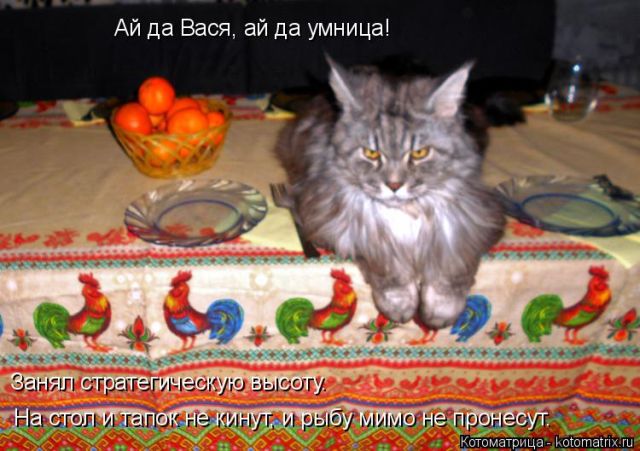 Котоматрицы великолепные, каждая с кусочком тепла, позитива и улыбкой!!! Всем добрых событий сегодня!!! Котоматрицы великолепные, каждая с кусочком тепла, позитива и улыбкой!!! Всем добрых событий сегодня!!!