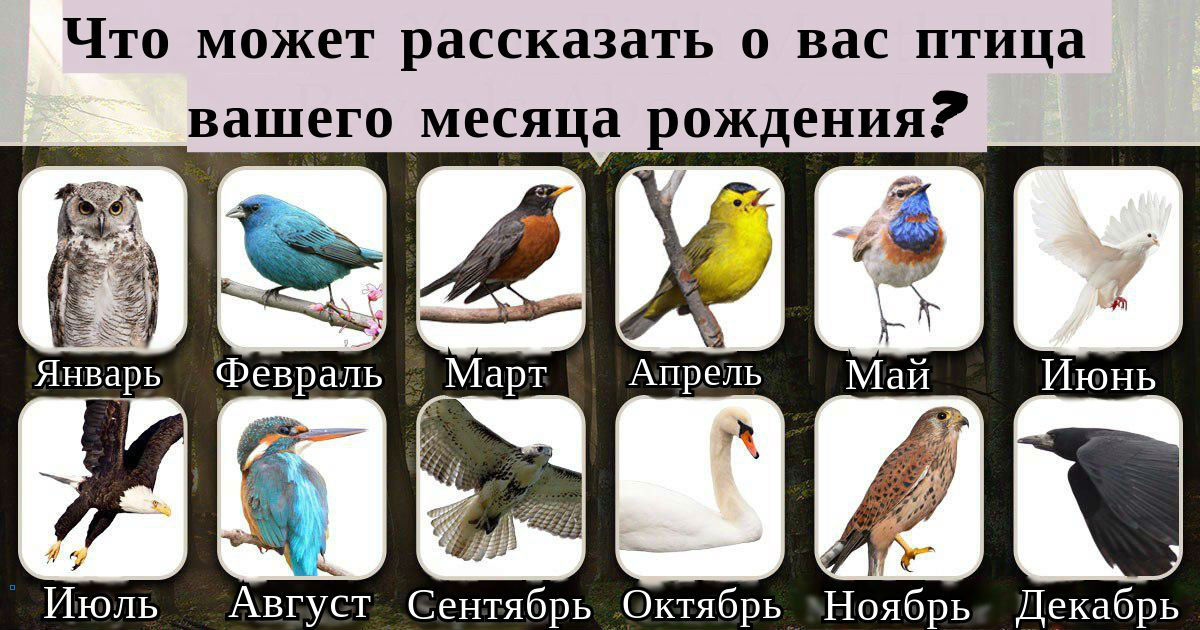 Пернатый Зодиак: вот что говорит о вас птица вашего месяца