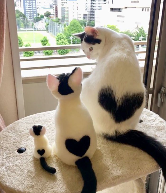 Самые забавные фотографии с кошками за год