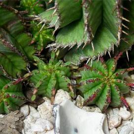 Молочай цереусовидный (Euphorbia cereiformis) Молочай цереусовидный (Euphorbia cereiformis)