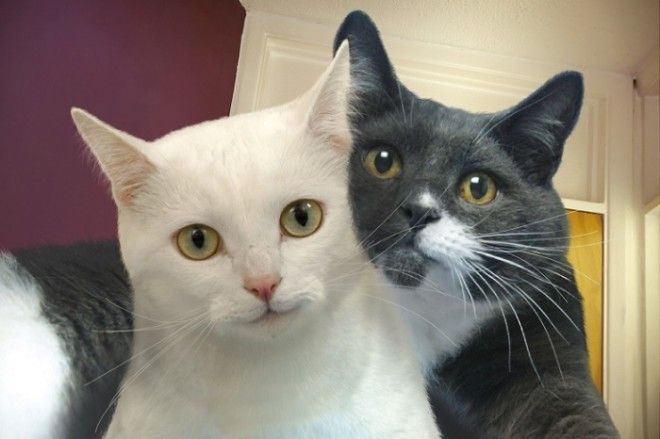 Котоселфи (12 фото) Котоселфи (12 фото)