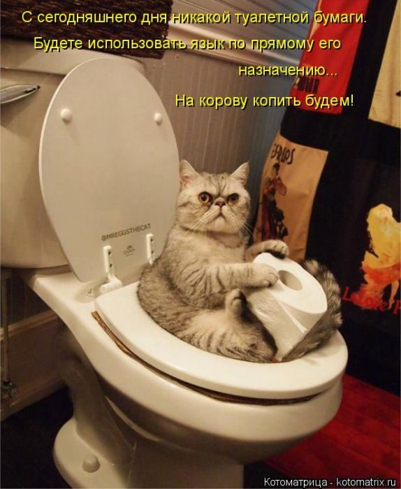 Лучшие котоматрицы, которые зарядят вас позитивом) Лучшие котоматрицы, которые зарядят вас позитивом)