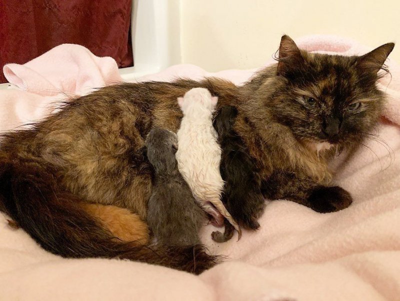Промокшая мать в грозу прятала новорожденных котят, как могла Промокшая мать в грозу прятала новорожденных котят, как могла история, история спасения, коты, котята, кошка, спасение животных