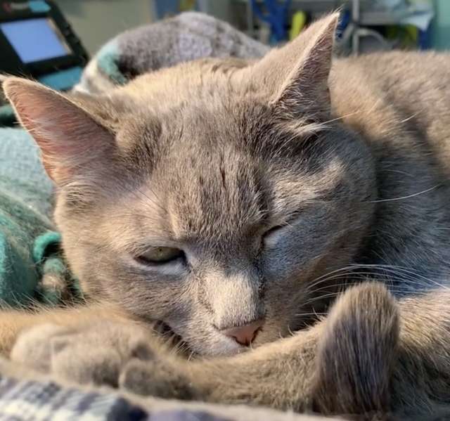 помощь коту серый кот