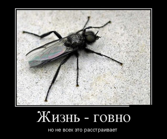 САМЫЕ НОВЫЕ ДЕМОТИВАТОРЫ САМЫЕ НОВЫЕ ДЕМОТИВАТОРЫ