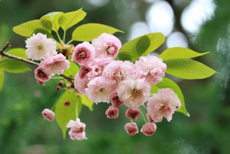 Цветущая вишня в саду весной