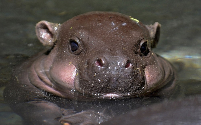 Baby Hippos