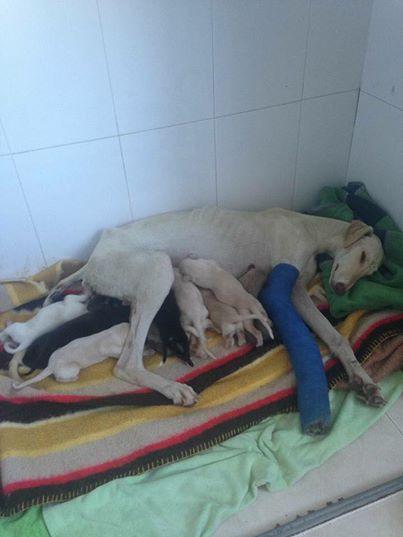 Эта собака со сломанной лапой 3 км вела за собой врачей, чтобы спасти своих деток!
