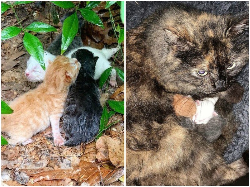 Промокшая мать в грозу прятала новорожденных котят, как могла Промокшая мать в грозу прятала новорожденных котят, как могла история, история спасения, коты, котята, кошка, спасение животных