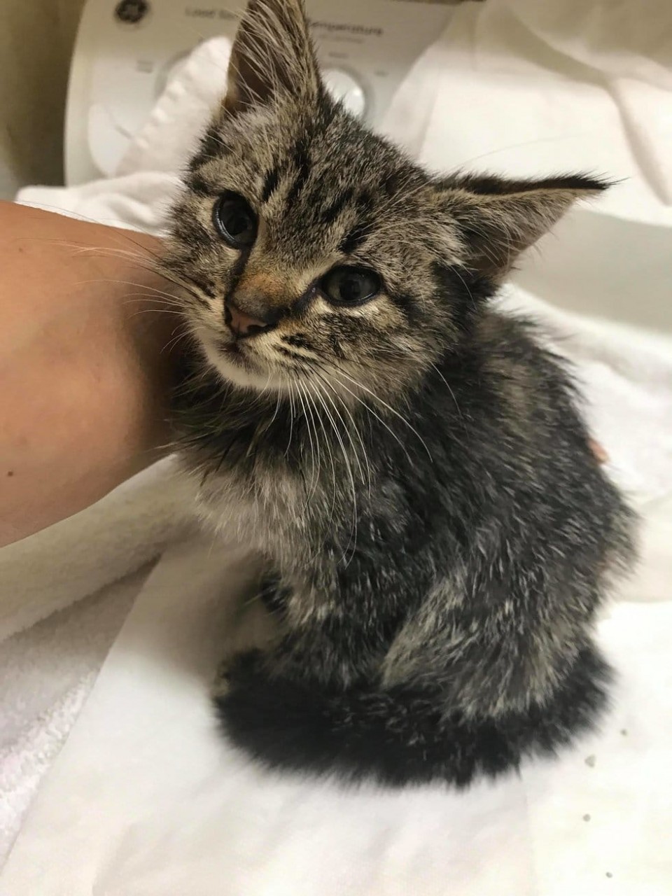 помощь котятам и кошкам полосатый котенок