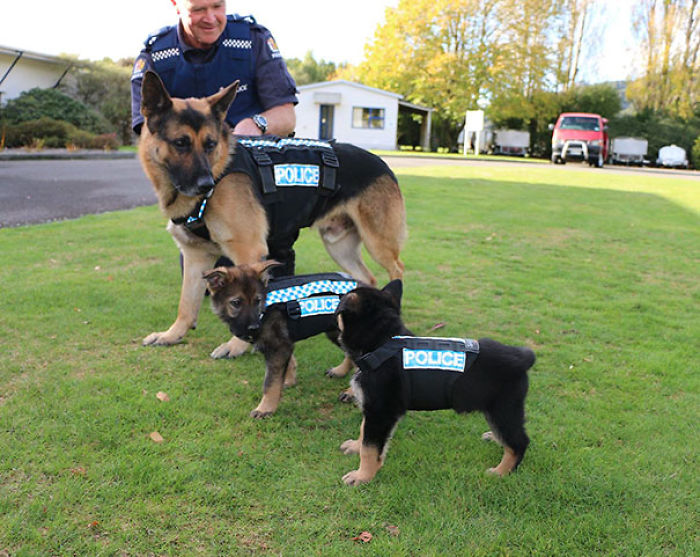 Trying On Their First Vests