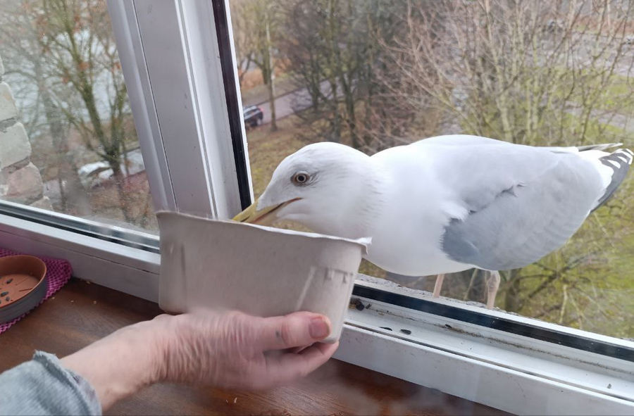 Инфекционист Малинникова объяснила опасность кормления диких птиц