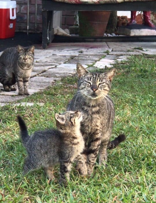 спасение животных коты на улице