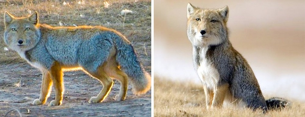Мир продолжает удивлять — 7 уникальных животных, которых фотошопила сама природа