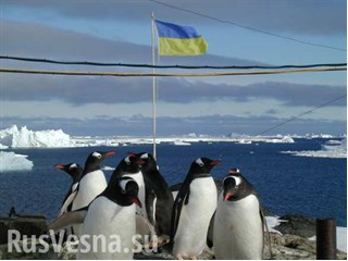 Антарктида — цэ Украина, или Пингвины в вышиванках