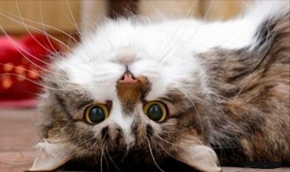 Ученые наконец объяснили, как коты продлевают нам жизнь. Теперь можно кричать: «Тут человеку плохо, срочно несите котика!»
