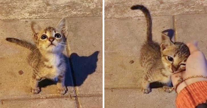 Очаровательные котята, которые вырастут и будут врачевать людские души