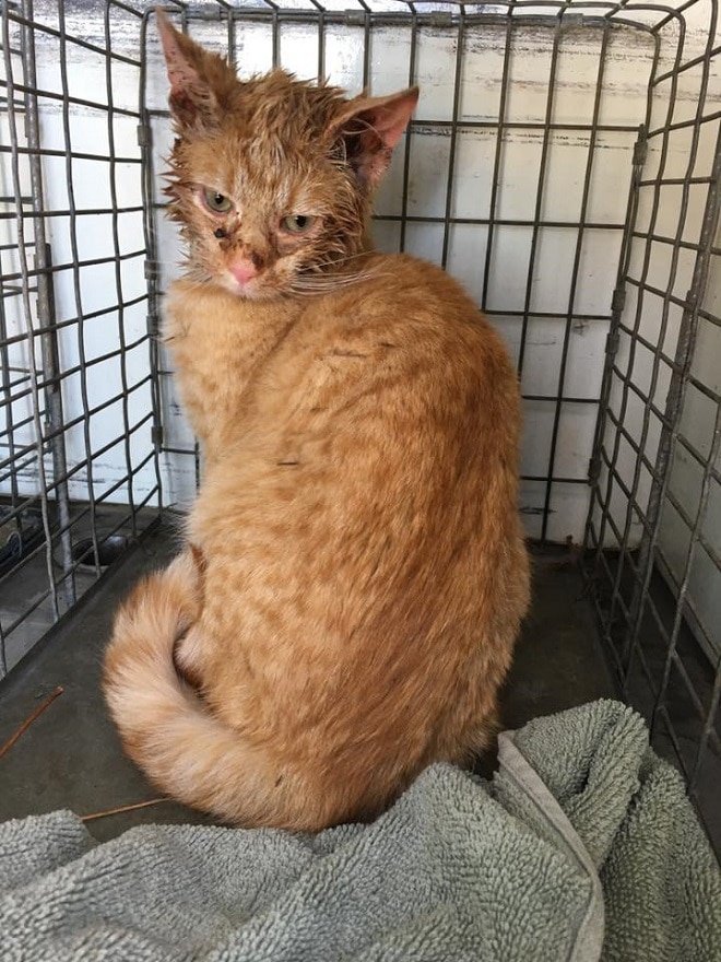 Обиженный кот Кот сидит