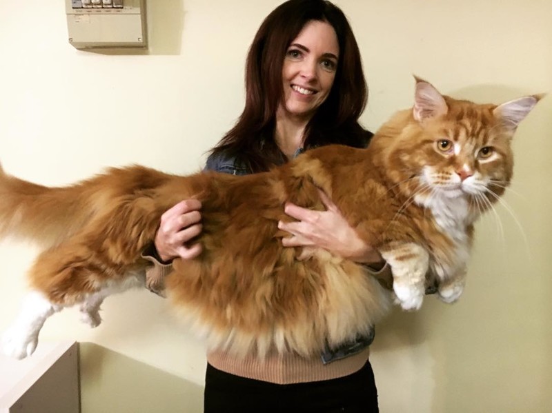 Самый длинный кот в мире Самый длинный кот в мире