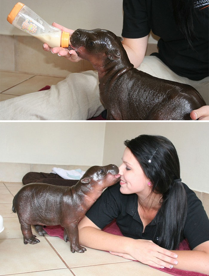 Baby Hippos