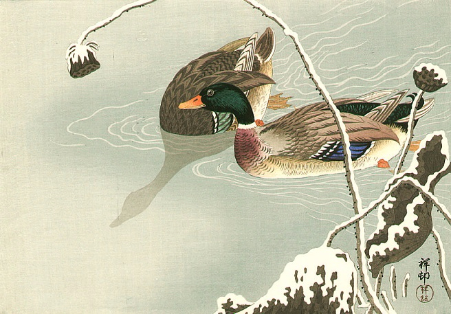 //img1.liveinternet.ru/images/attach/d/0/138/945/138945287_1ducks_in_the_winter.jpg