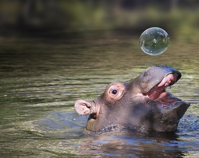 Baby Hippos