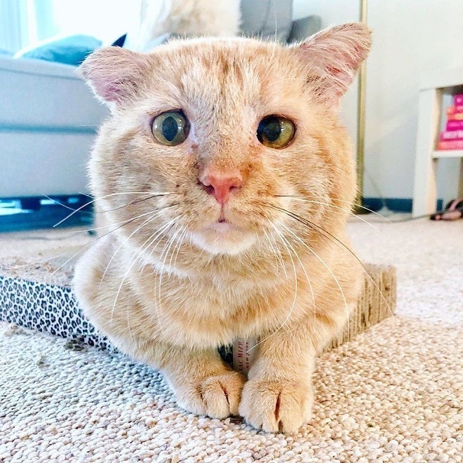 Кот с зелеными глазами Кот на ковре