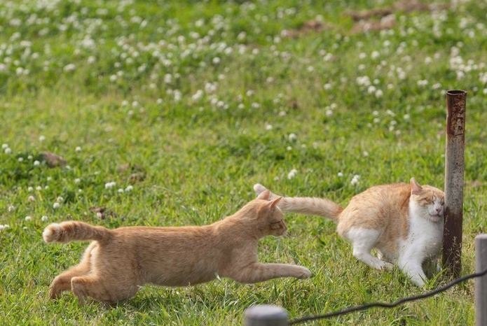 Иногда они попадают в неловкие... домашние животные, животные, как люди, коты, прикол, юмор