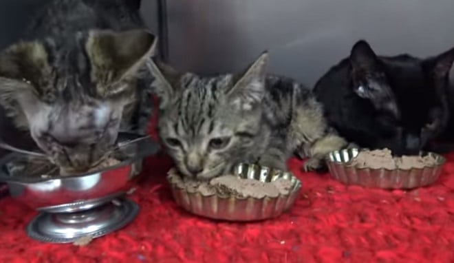 Котики кушают Коты едят