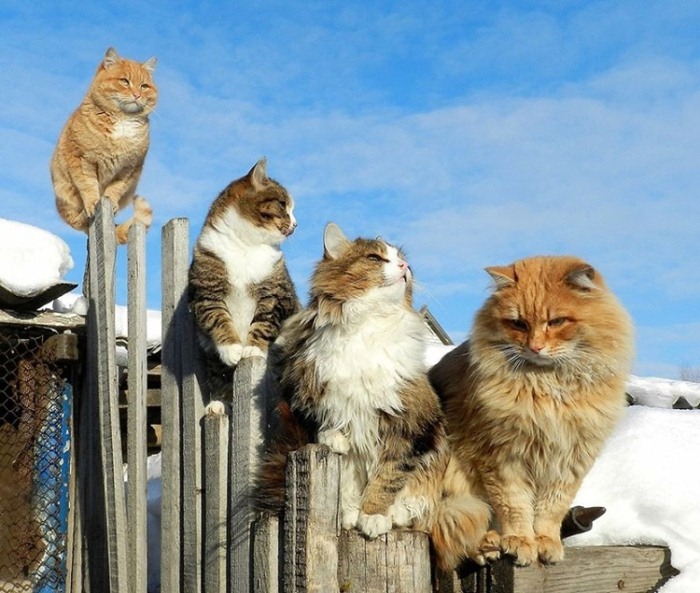Сибирские коты Аллы Лебедевой. Сибирские коты Аллы Лебедевой.
