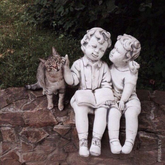 Самые забавные фотографии с кошками за год Самые забавные фотографии с кошками за год