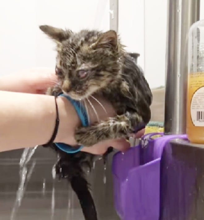 Котенка купают Мокрый котенок