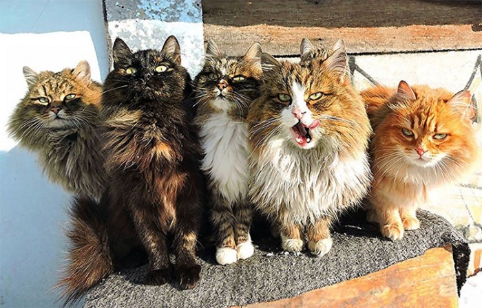 Сибирские коты Аллы Лебедевой. Сибирские коты Аллы Лебедевой.