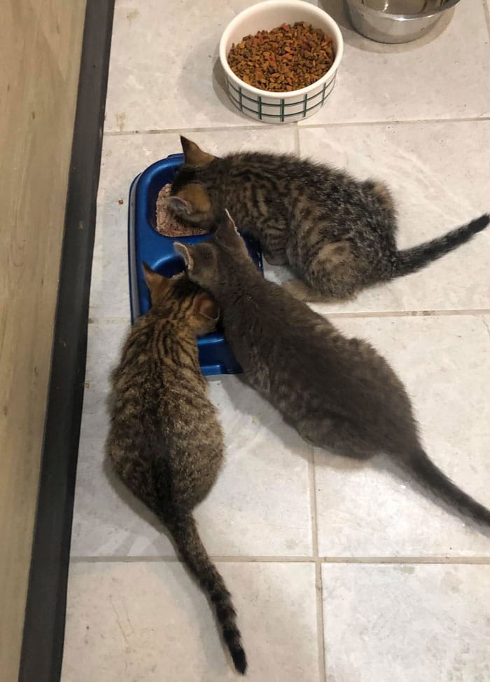 дом для котят три котёнка