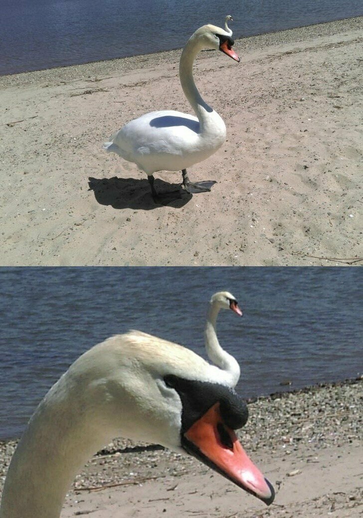 Выглядит так, будто перед нами лебедь-мутант Фотобомбежка всегда и везде!
(20 фото)