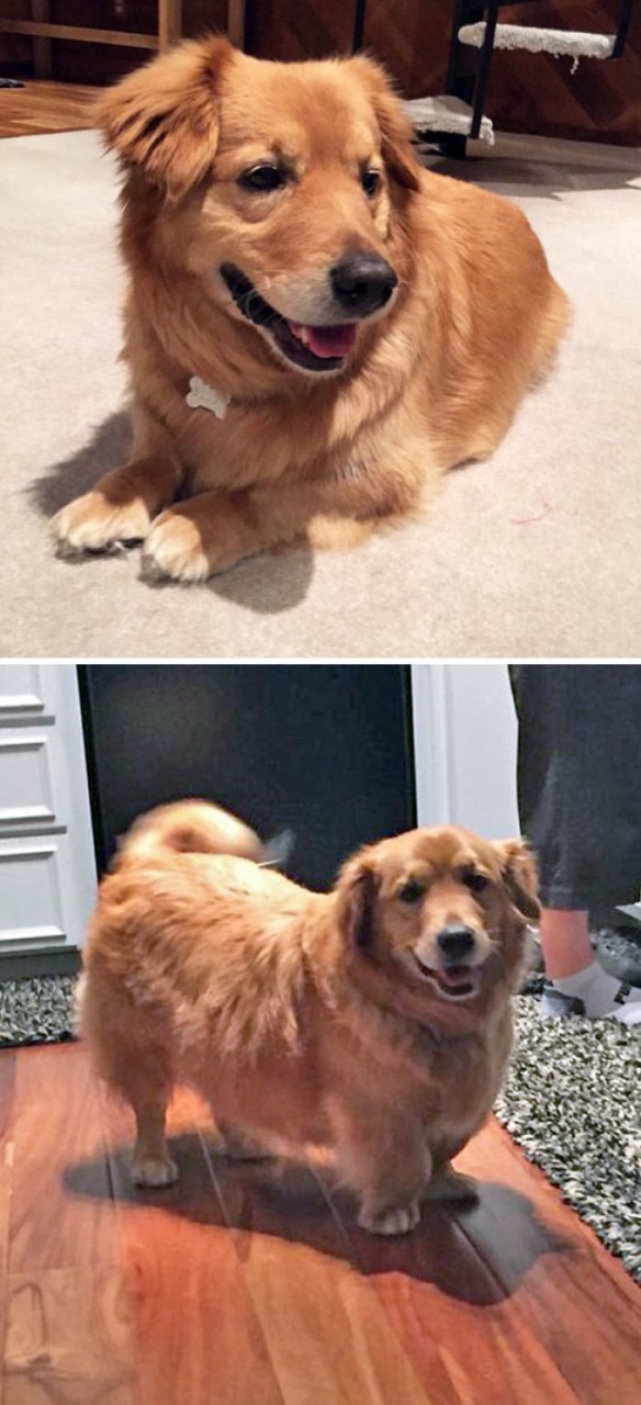 Corgi + Golden Retriever