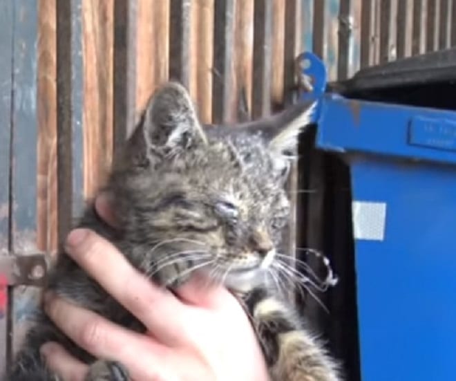 Слепой котенок Котенка держат