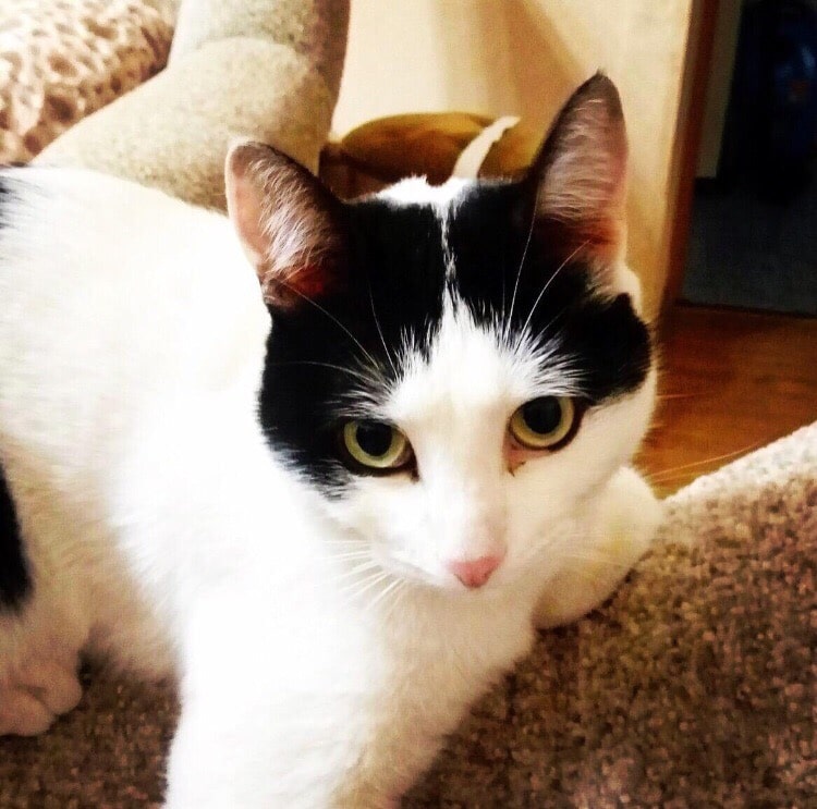 помощь котенку кот на диване