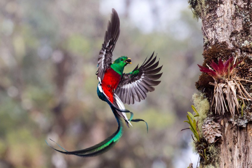Финалисты фотоконкурса дикой природы Wildlife Photographer of the Year 2017
